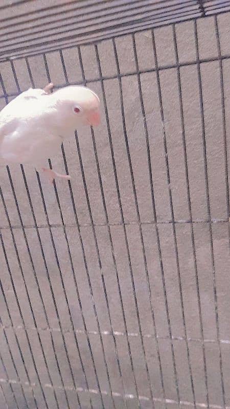 albino male red eyes love  bird 3