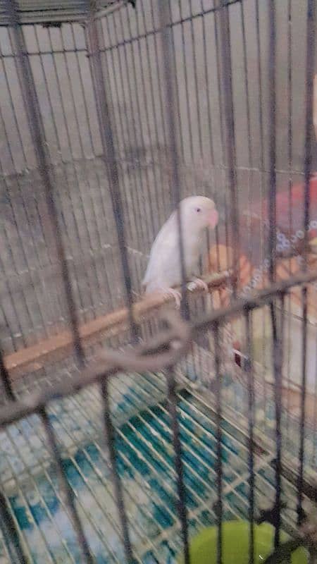 albino male red eyes love  bird 4