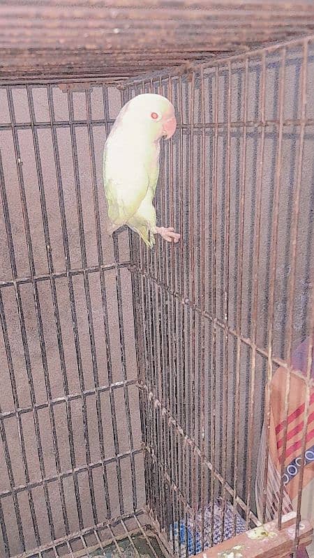 albino male red eyes love  bird 5