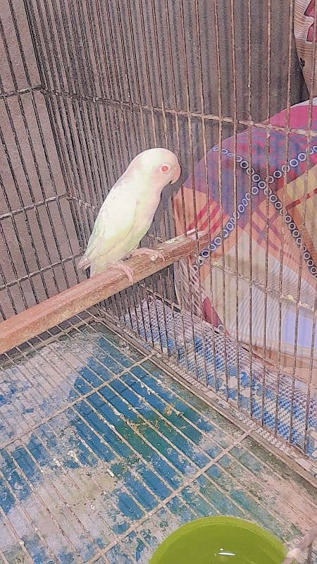 albino male red eyes love  bird 6