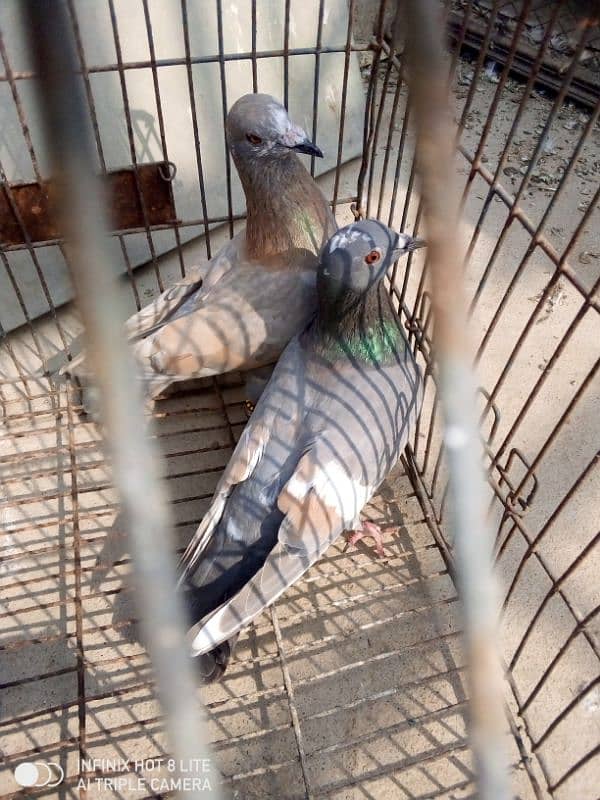 Goly pair for sale 0