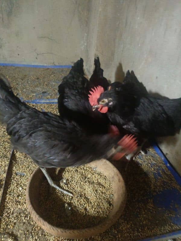 black hens 0