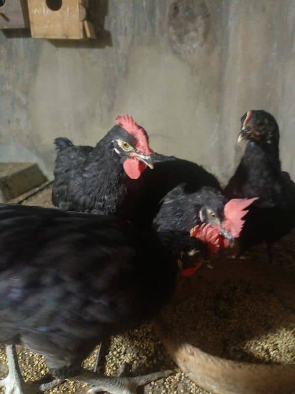 black hens 1