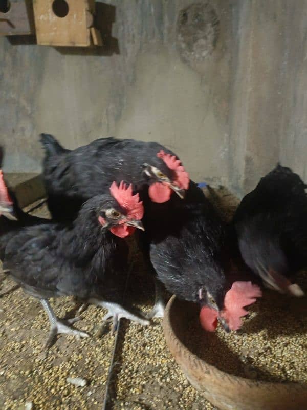 black hens 2