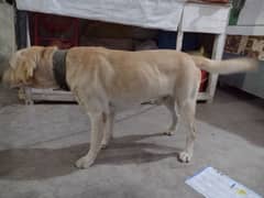 Labrador