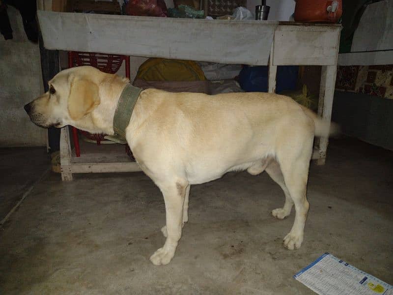 Labrador only for stud 1