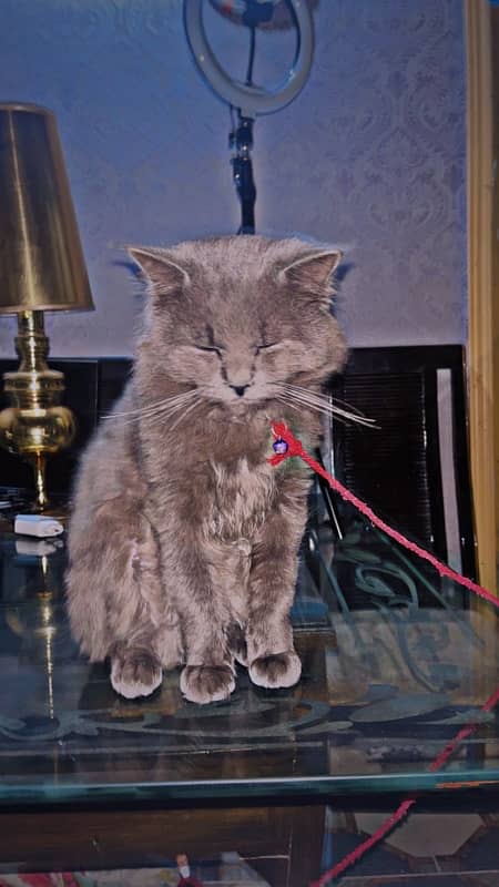 Full active cat persian age 6 mounths 1