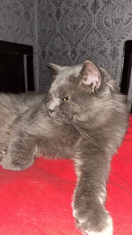 Full active cat persian age 6 mounths 3