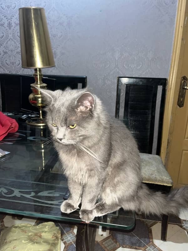 Full active cat persian age 6 mounths 5