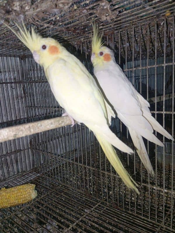 MashAllah cream cockatiel breeder pair with 4 eggs red eyes 0