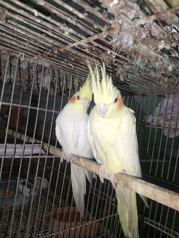 MashAllah cream cockatiel breeder pair with 4 eggs red eyes 1