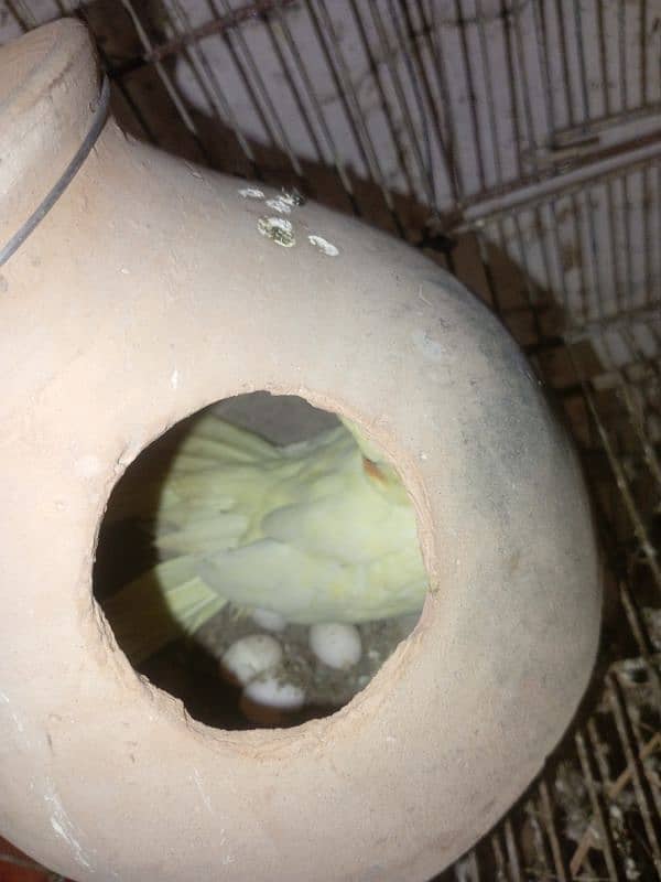 MashAllah cream cockatiel breeder pair with 4 eggs red eyes 2