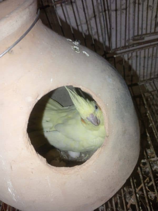 MashAllah cream cockatiel breeder pair with 4 eggs red eyes 3