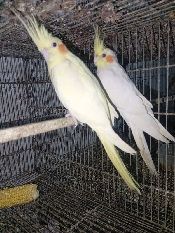 MashAllah cream cockatiel breeder pair with 4 eggs red eyes 4