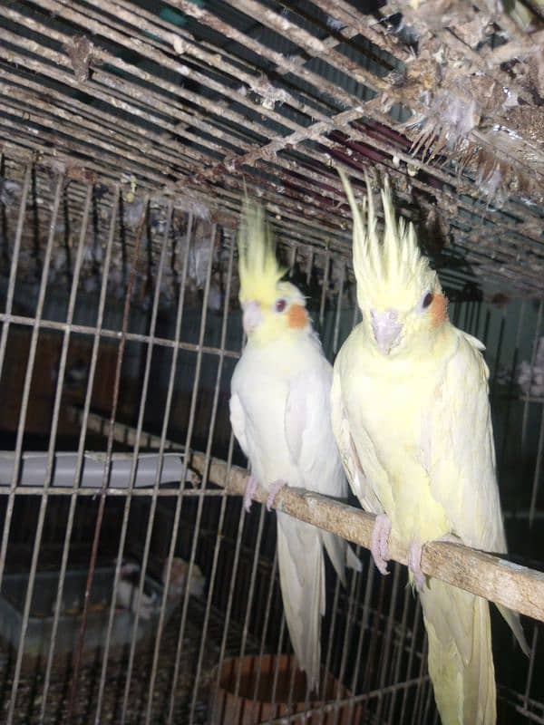 MashAllah cream cockatiel breeder pair with 4 eggs red eyes 5