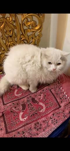 persian cat double cot