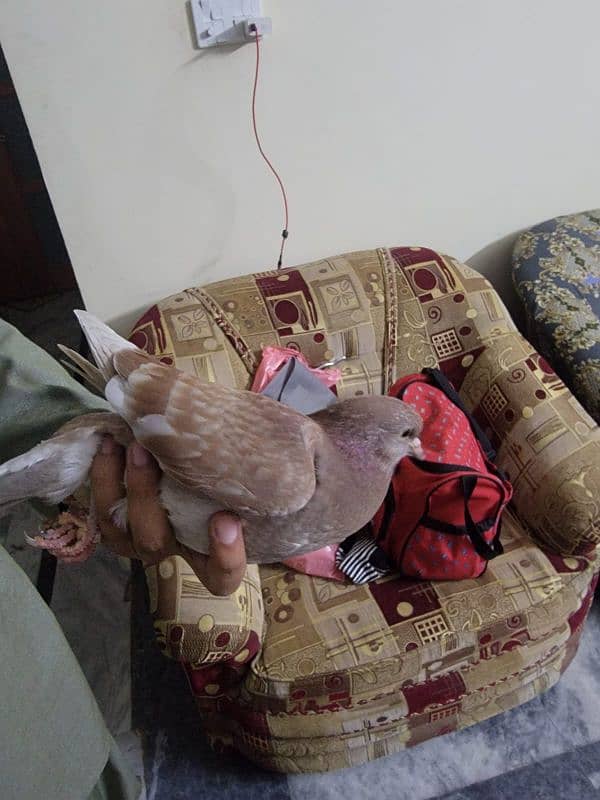 Fancy lovely pigeon baby 2 month 1