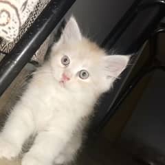 Persian kittens available