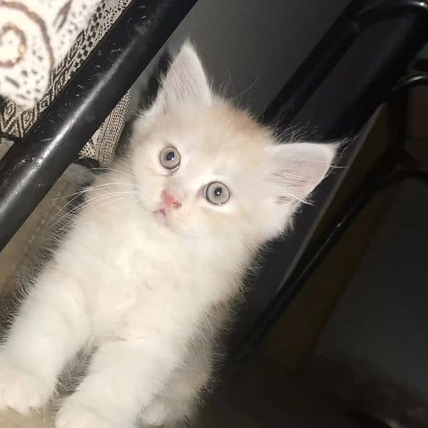 Persian kittens available 0