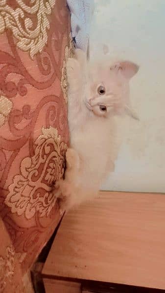 Persian kittens available 1