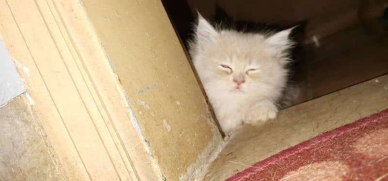 Persian kittens available 2