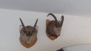 IBEX heads (Markhor)