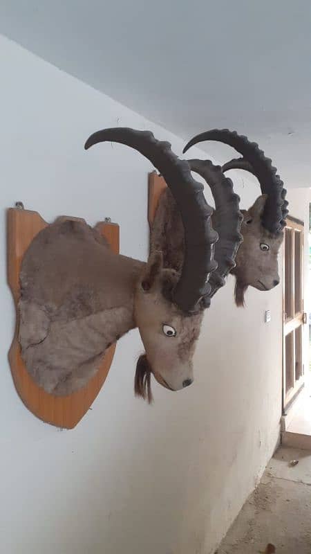 IBEX heads (Markhor) 1