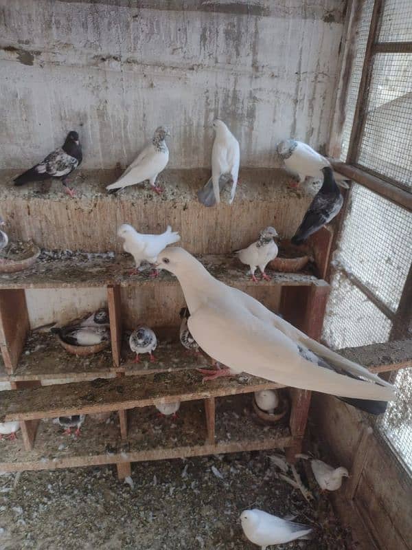 Kabli Pigeon kasuri Rampuri sialkoti neelduma kalduma dub wale kabutar 14