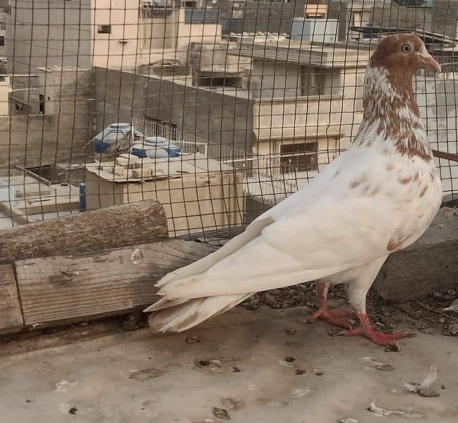 Kabli Pigeon kasuri Rampuri sialkoti neelduma kalduma dub wale kabutar 15