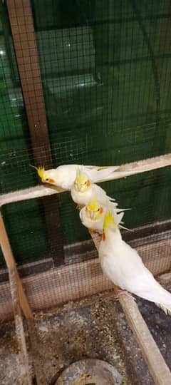 Price 8500 2 breeder cocktail red eye pair