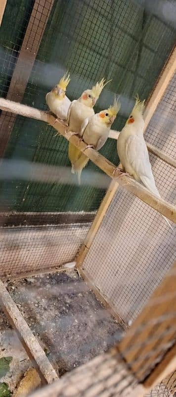 Price 8500 2 breeder cocktail red eye pair 1