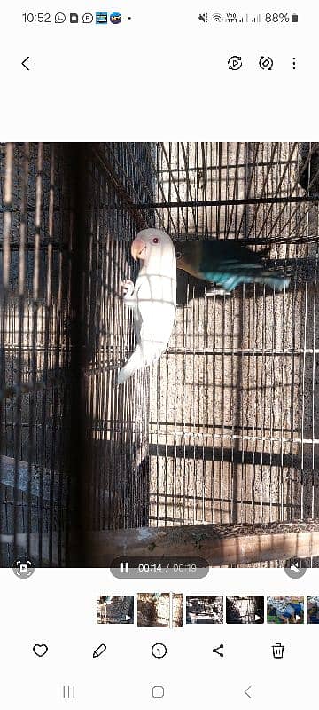 albino red aye ,parblue split ino ,cremino available 3