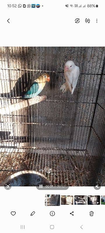 albino red aye ,parblue split ino ,cremino available 4