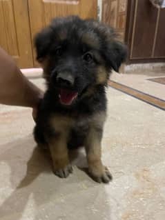 German shepherd single double and triple cote for sale