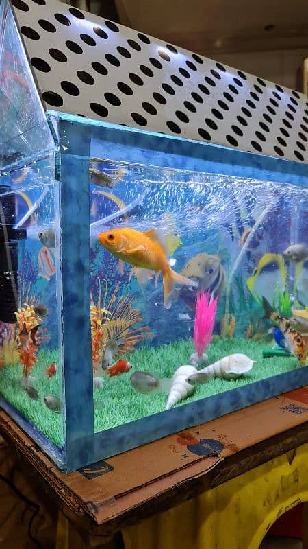 FISH AQUARIUM 4