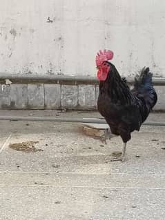 Full Breeder Australorp Male