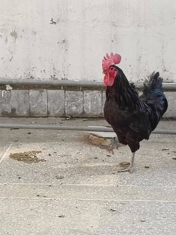 Full Breeder Australorp Male 0