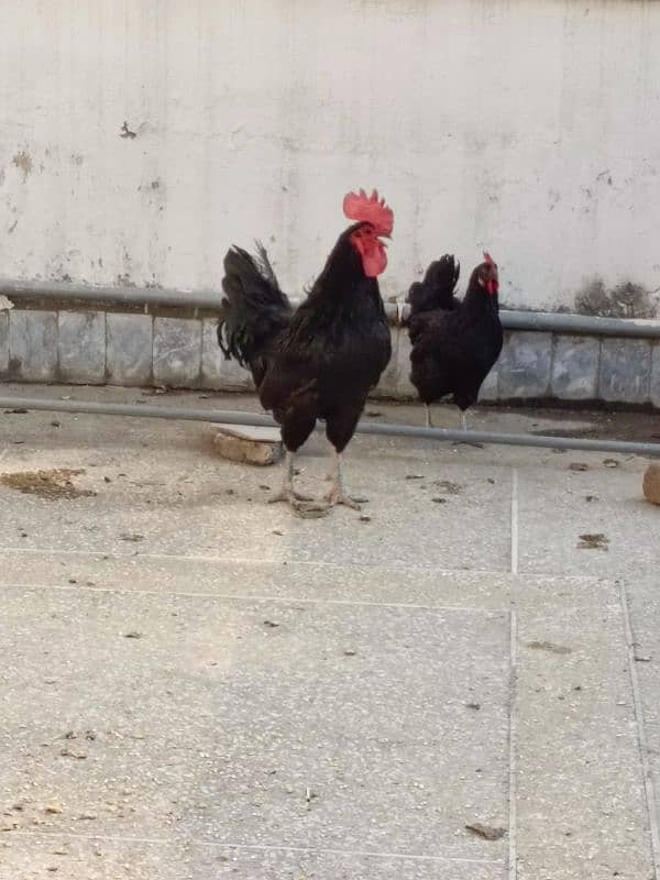 Full Breeder Australorp Male 1