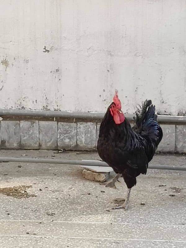 Full Breeder Australorp Male 2