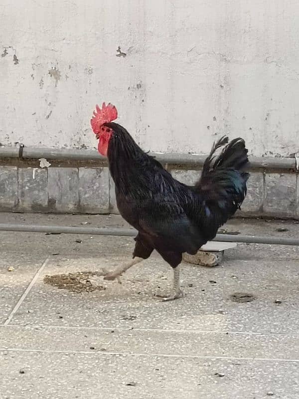 Full Breeder Australorp Male 3