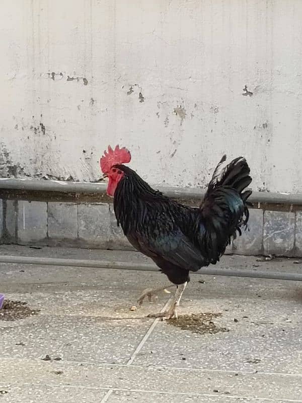 Full Breeder Australorp Male 4