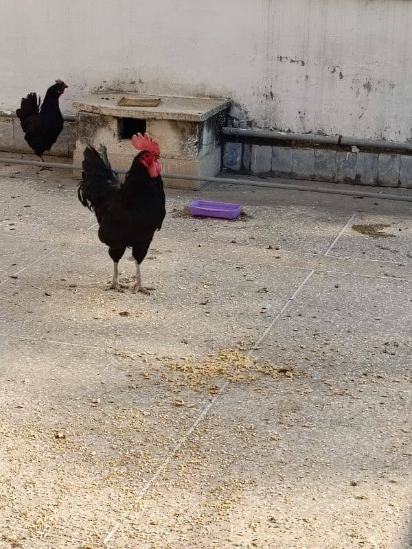 Full Breeder Australorp Male 5