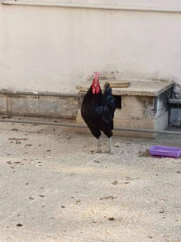 Full Breeder Australorp Male 6