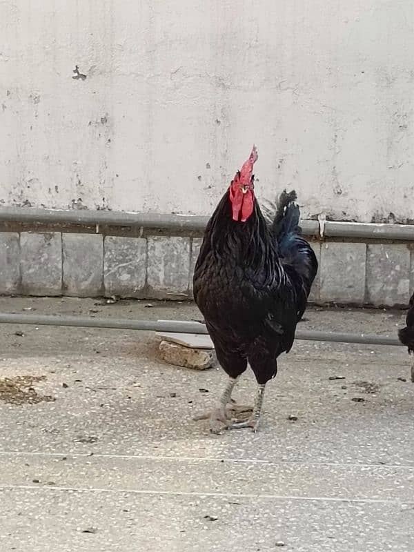 Full Breeder Australorp Male 7