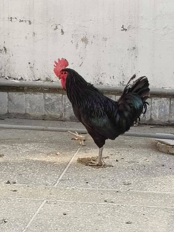 Full Breeder Australorp Male 8