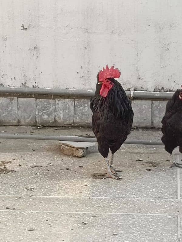 Full Breeder Australorp Male 9