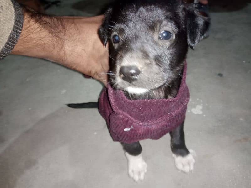 Labrador Cross Gultair Puppy for sale. 03701439369 1