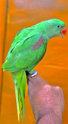 RAW PARROT HAND TAMED