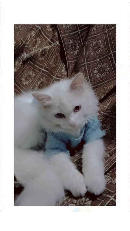 blue eyes pure persian kitten 3