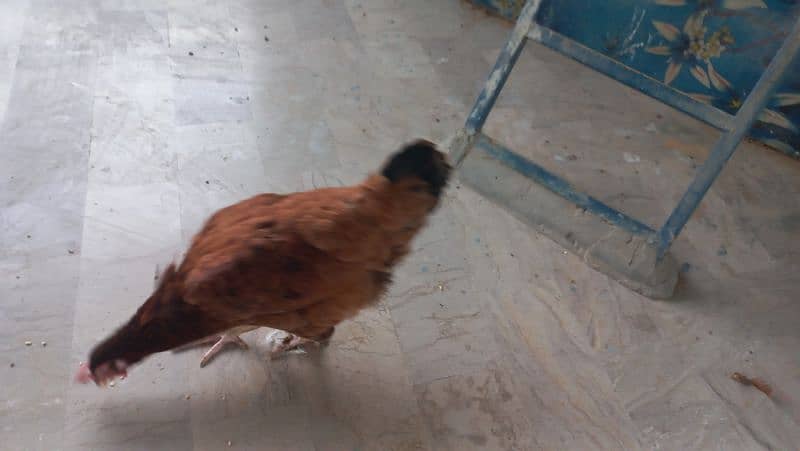 selling  misri hen's 0